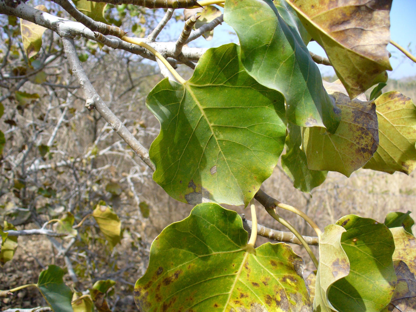 Ficus Umbellata - View 11 from www redcrocus com