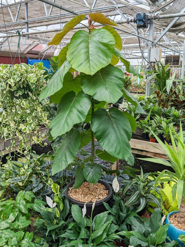 Ficus Umbellata - View 15 from www redcrocus com