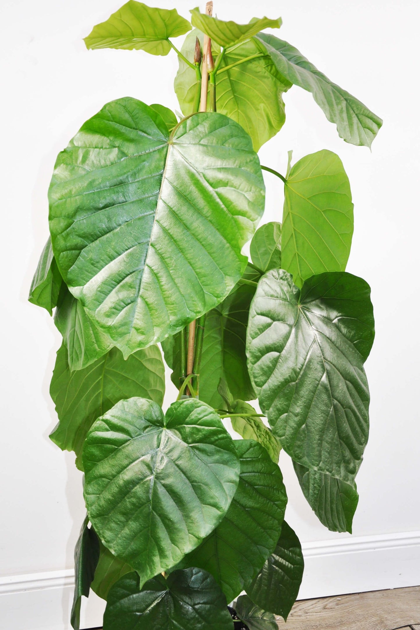 Ficus Umbellata - View 2 from www redcrocus com