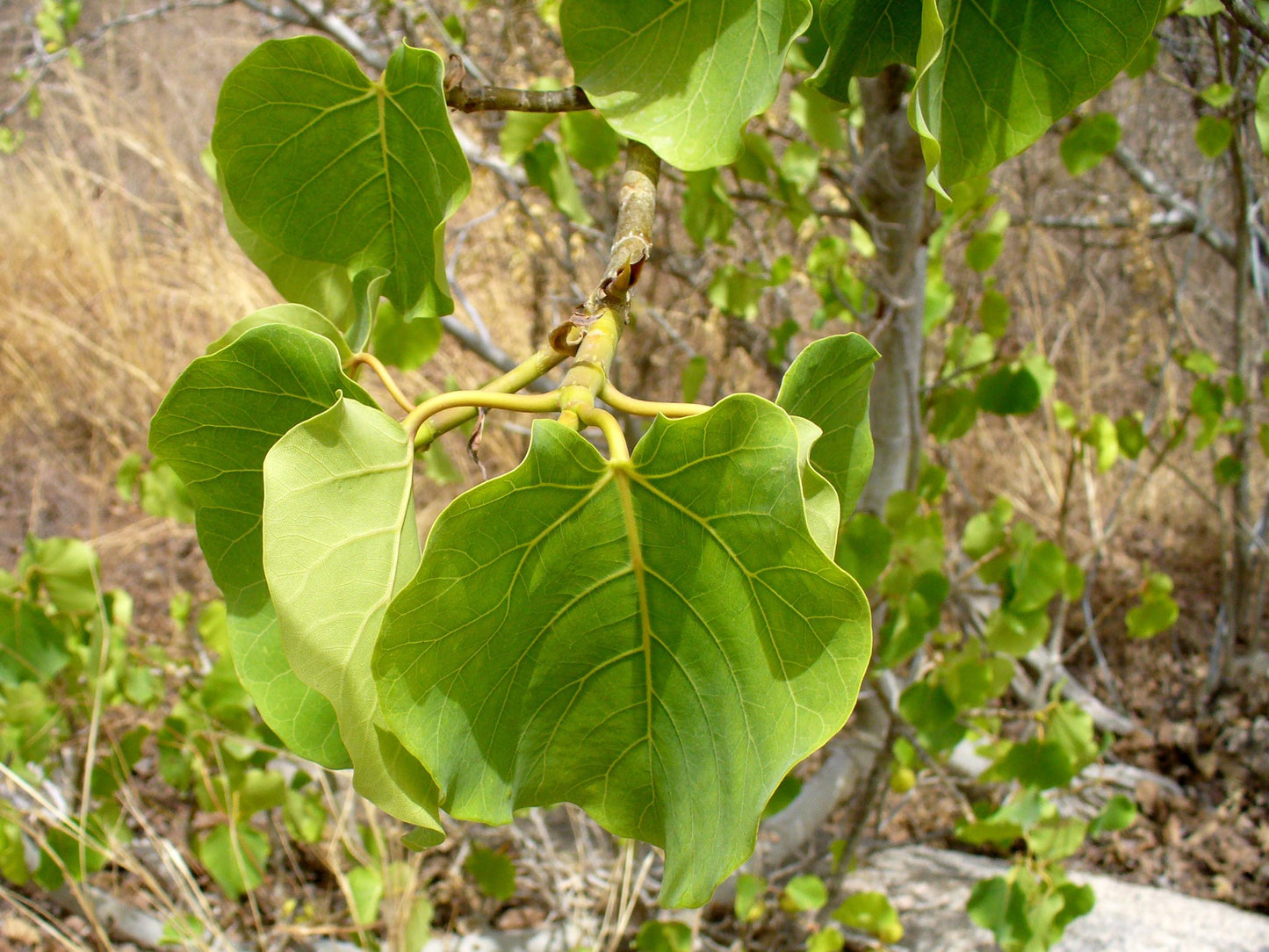 Ficus Umbellata - View 6 from www redcrocus com