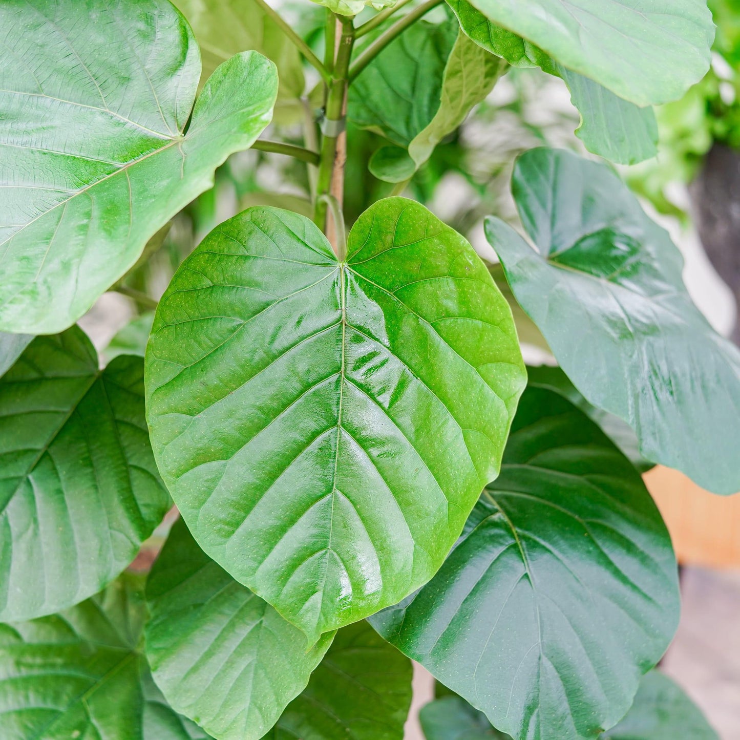 Ficus Umbellata - View 8 from www redcrocus com