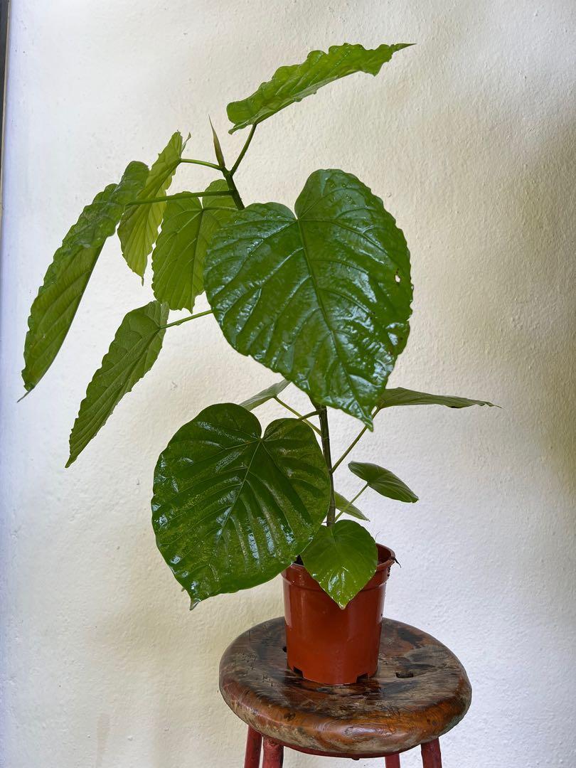 Ficus Umbellata - View 9 from www redcrocus com