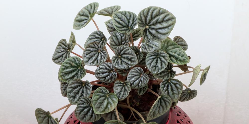 Peperomia Ruby Cascade - View 15 from www redcrocus com