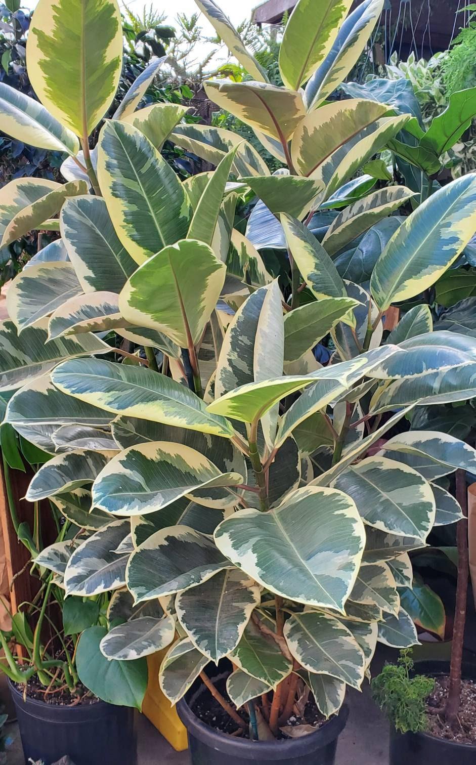 Ficus Elastica Tineke - View 16 from www redcrocus com