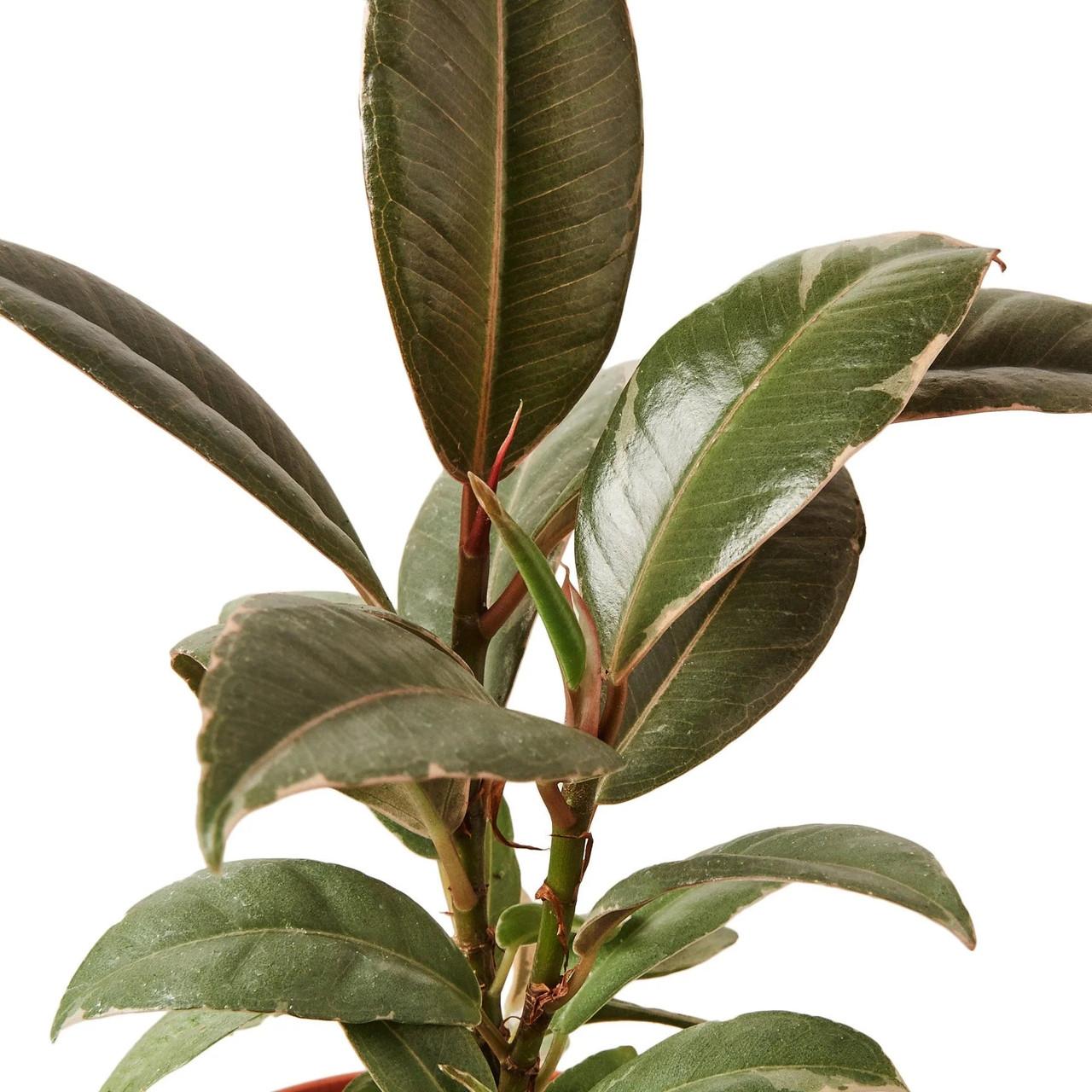 Ficus Elastica Tineke - View 19 from www redcrocus com