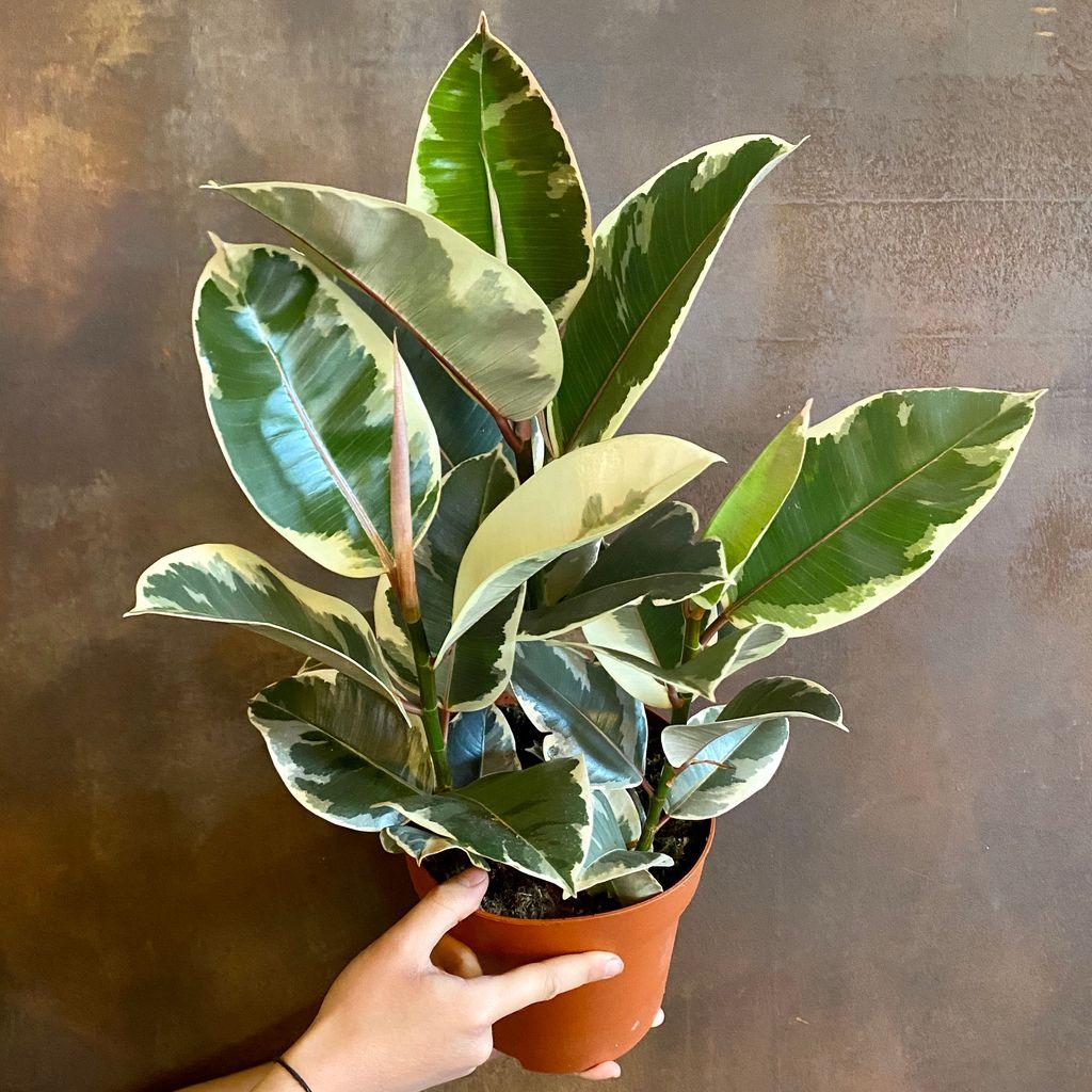 Ficus Elastica Tineke - View 1 from www redcrocus com