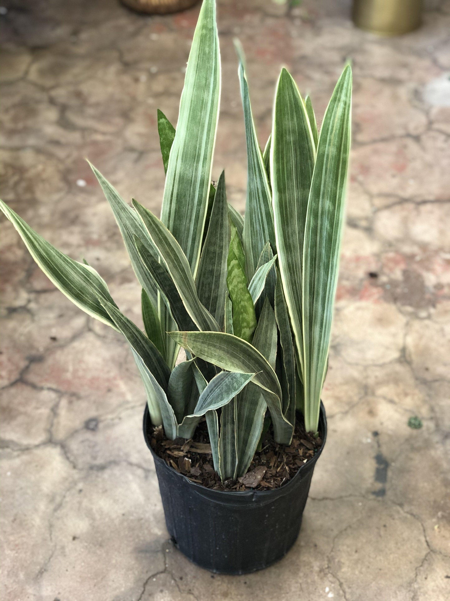 Sansevieria Sayuri - View 6 from www redcrocus com