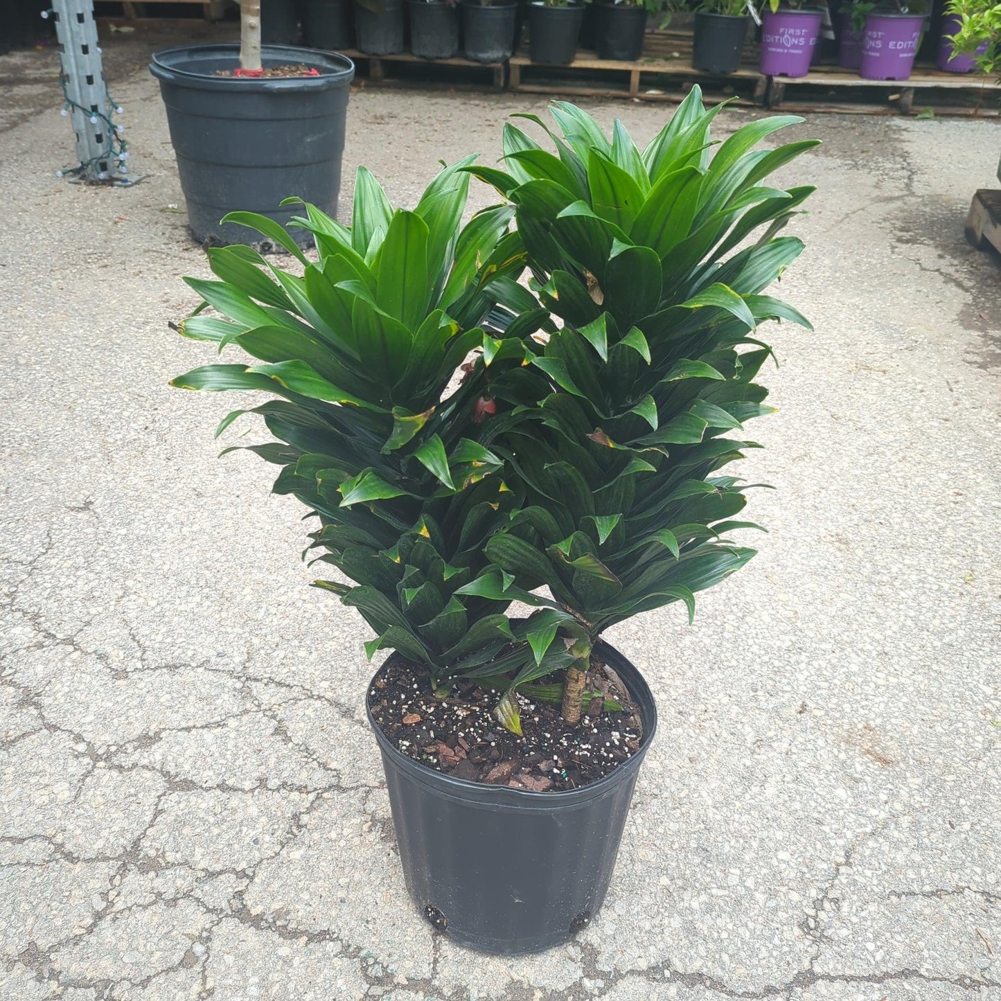 Dracaena Deremensis Janet Craig Bush - View 11 from www redcrocus com