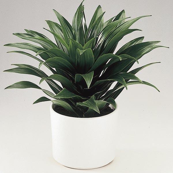 Dracaena Deremensis Janet Craig Bush - View 13 from www redcrocus com