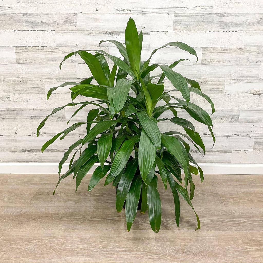 Dracaena Deremensis Janet Craig Bush - View 15 from www redcrocus com