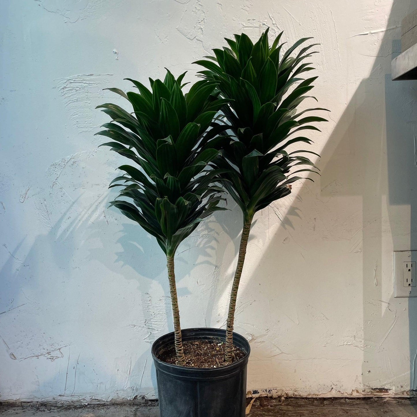Dracaena Deremensis Janet Craig Bush - View 18 from www redcrocus com