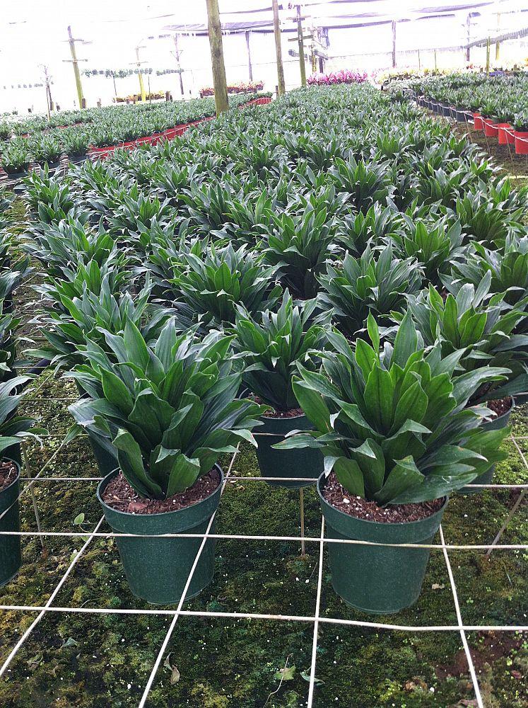 Dracaena Deremensis Janet Craig Bush - View 19 from www redcrocus com