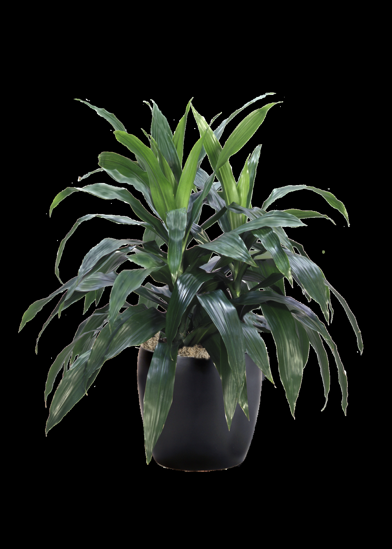 Dracaena Deremensis Janet Craig Bush - View 1 from www redcrocus com