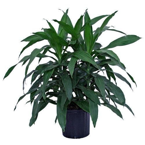 Dracaena Deremensis Janet Craig Bush - View 3 from www redcrocus com