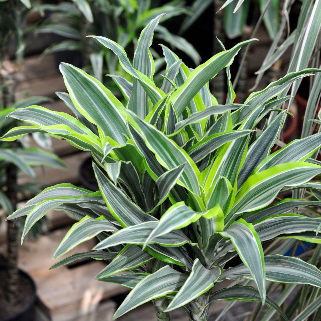 Dracaena Deremensis Janet Craig Bush - View 4 from www redcrocus com
