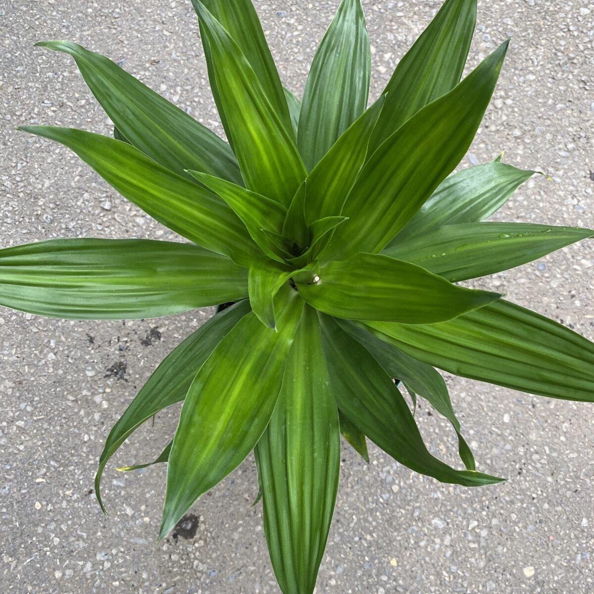 Dracaena Deremensis Janet Craig Bush - View 6 from www redcrocus com