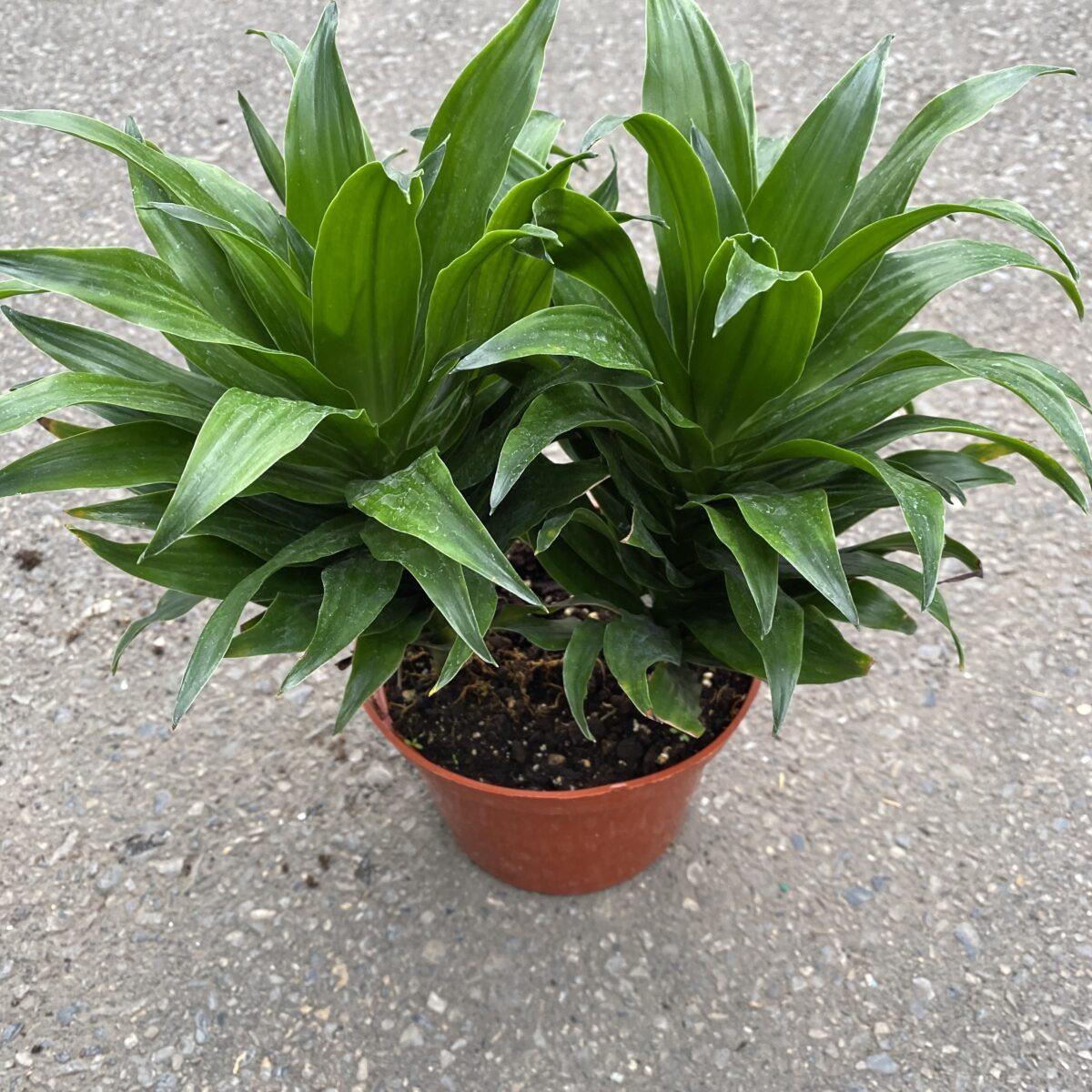 Dracaena Deremensis Janet Craig Bush - View 7 from www redcrocus com