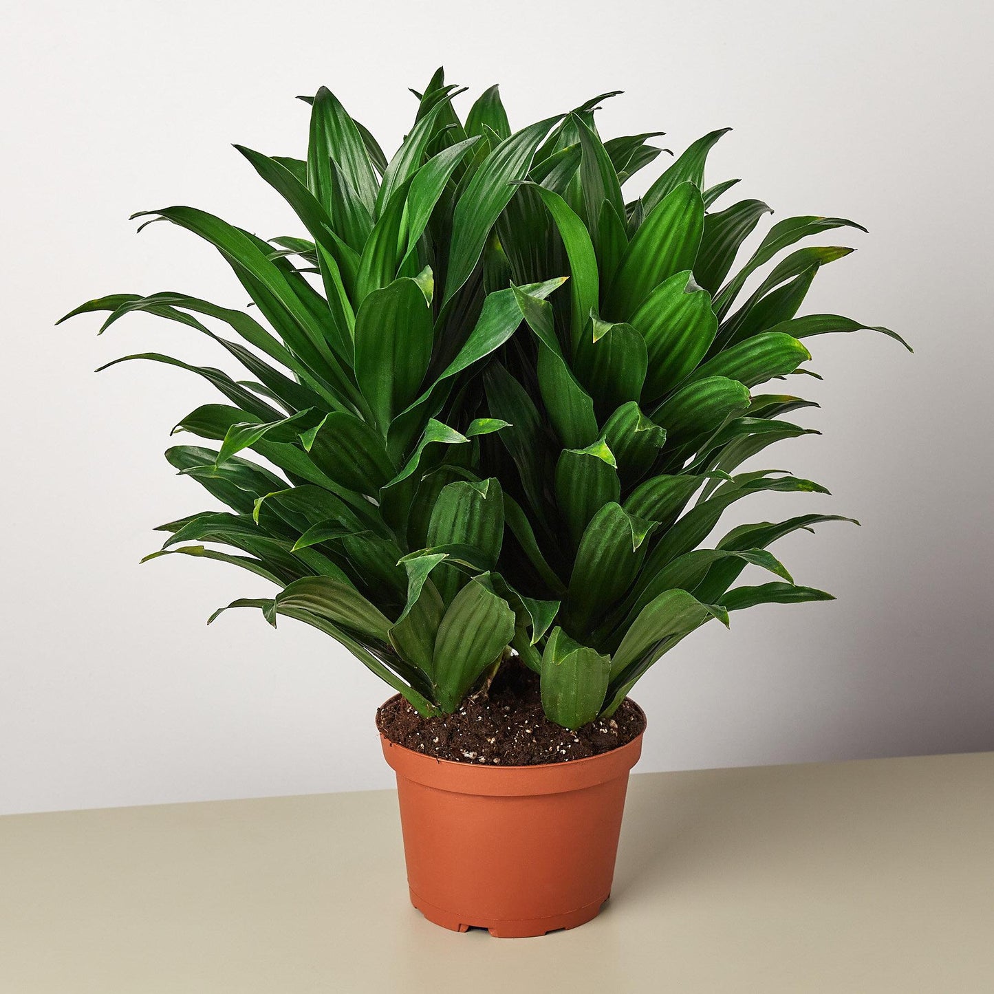 Dracaena Deremensis Janet Craig Bush - View 8 from www redcrocus com