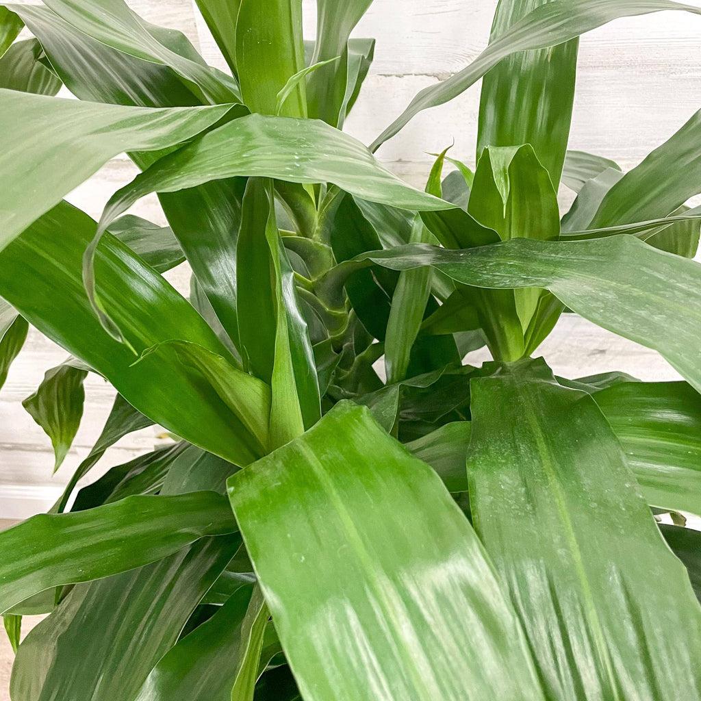 Dracaena Deremensis Janet Craig Bush - View 9 from www redcrocus com