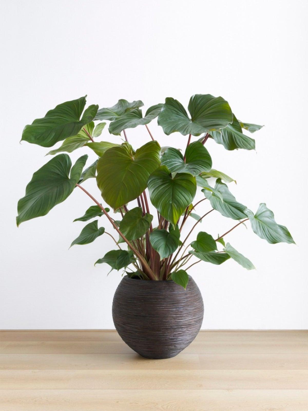 Homalomena, Assorted - View 17 from www redcrocus com