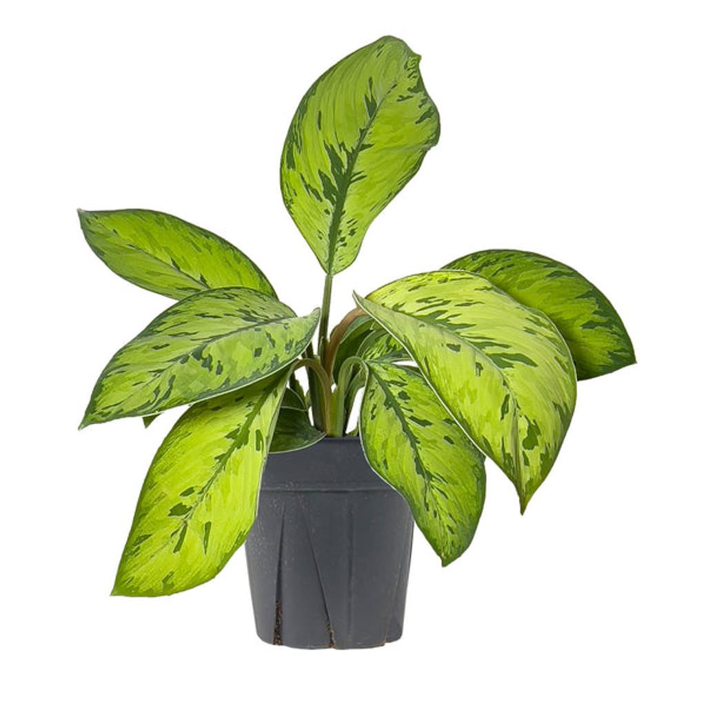 Homalomena, Assorted - View 1 from www redcrocus com