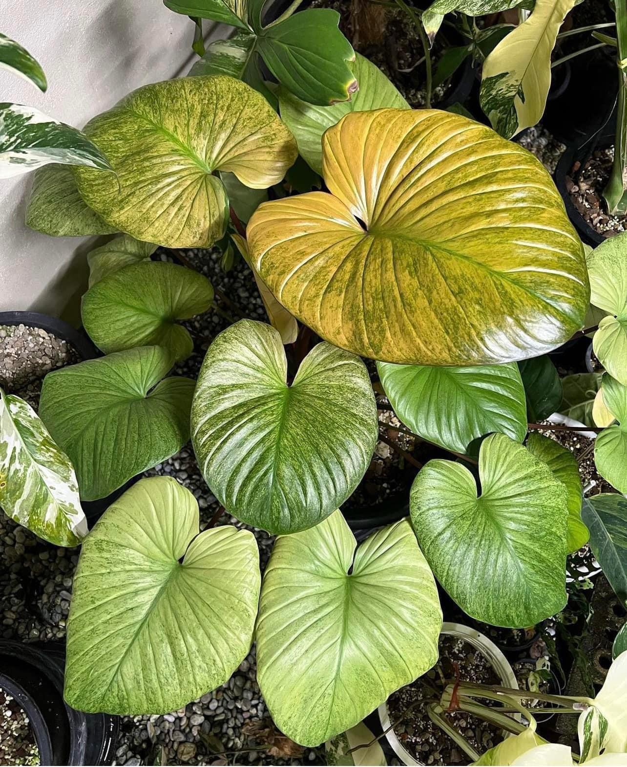 Homalomena, Assorted - View 2 from www redcrocus com