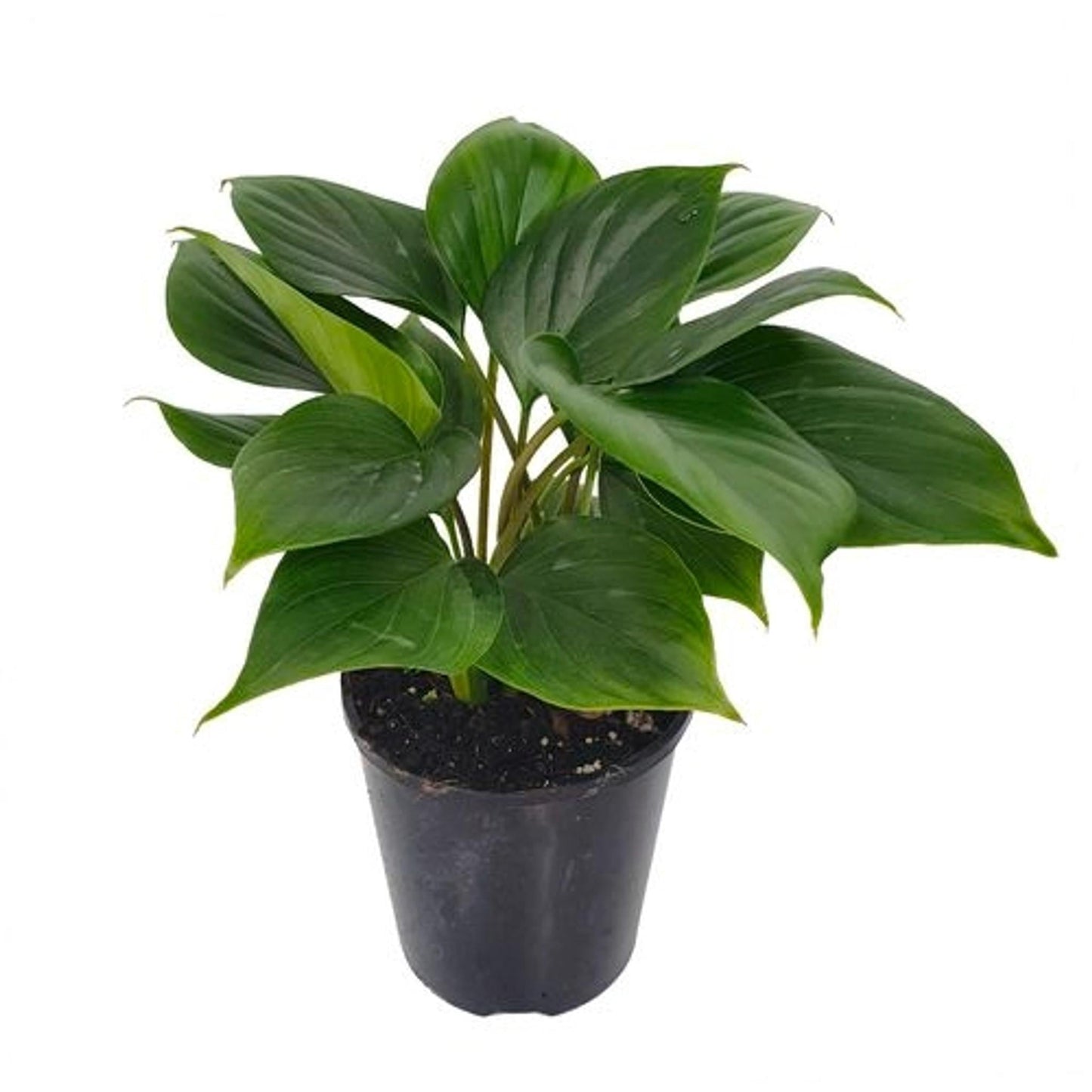 Homalomena, Assorted - View 4 from www redcrocus com