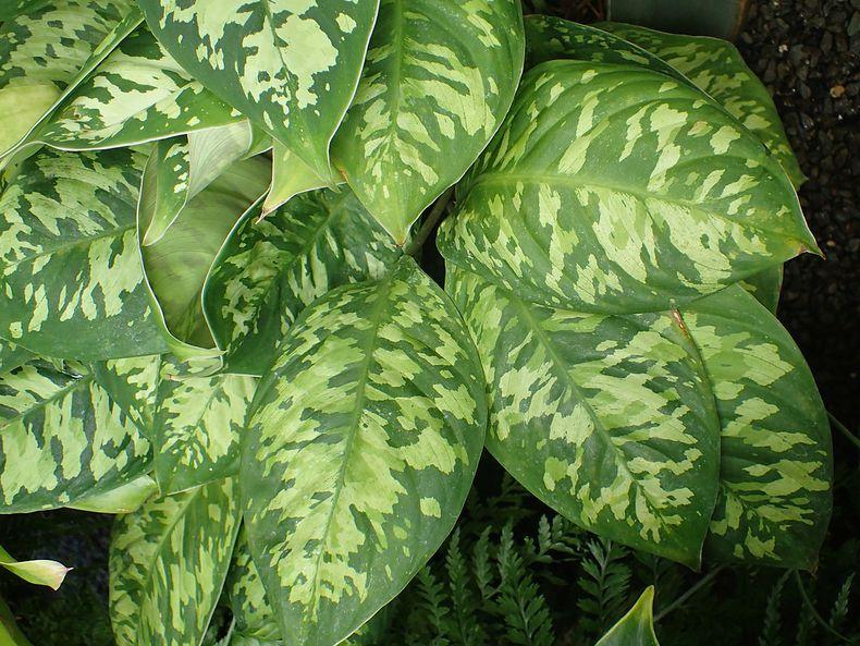 Homalomena, Assorted - View 5 from www redcrocus com