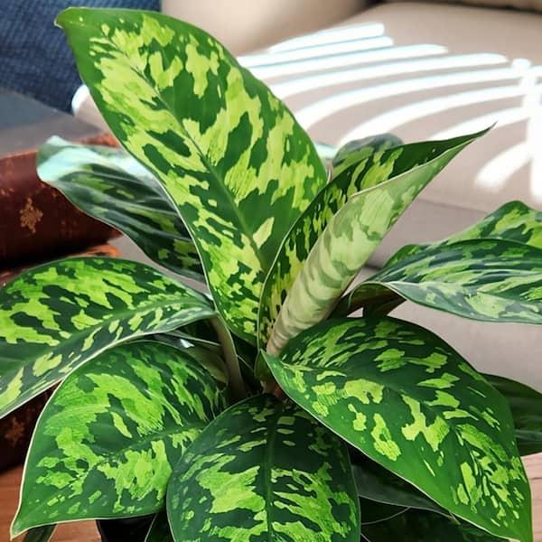 Homalomena, Assorted - View 7 from www redcrocus com