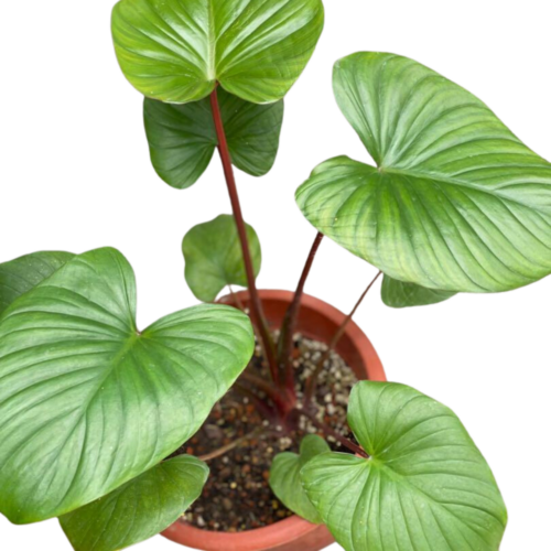 Homalomena, Assorted - View 7 from www redcrocus com