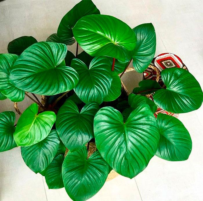 Homalomena, Assorted - View 8 from www redcrocus com