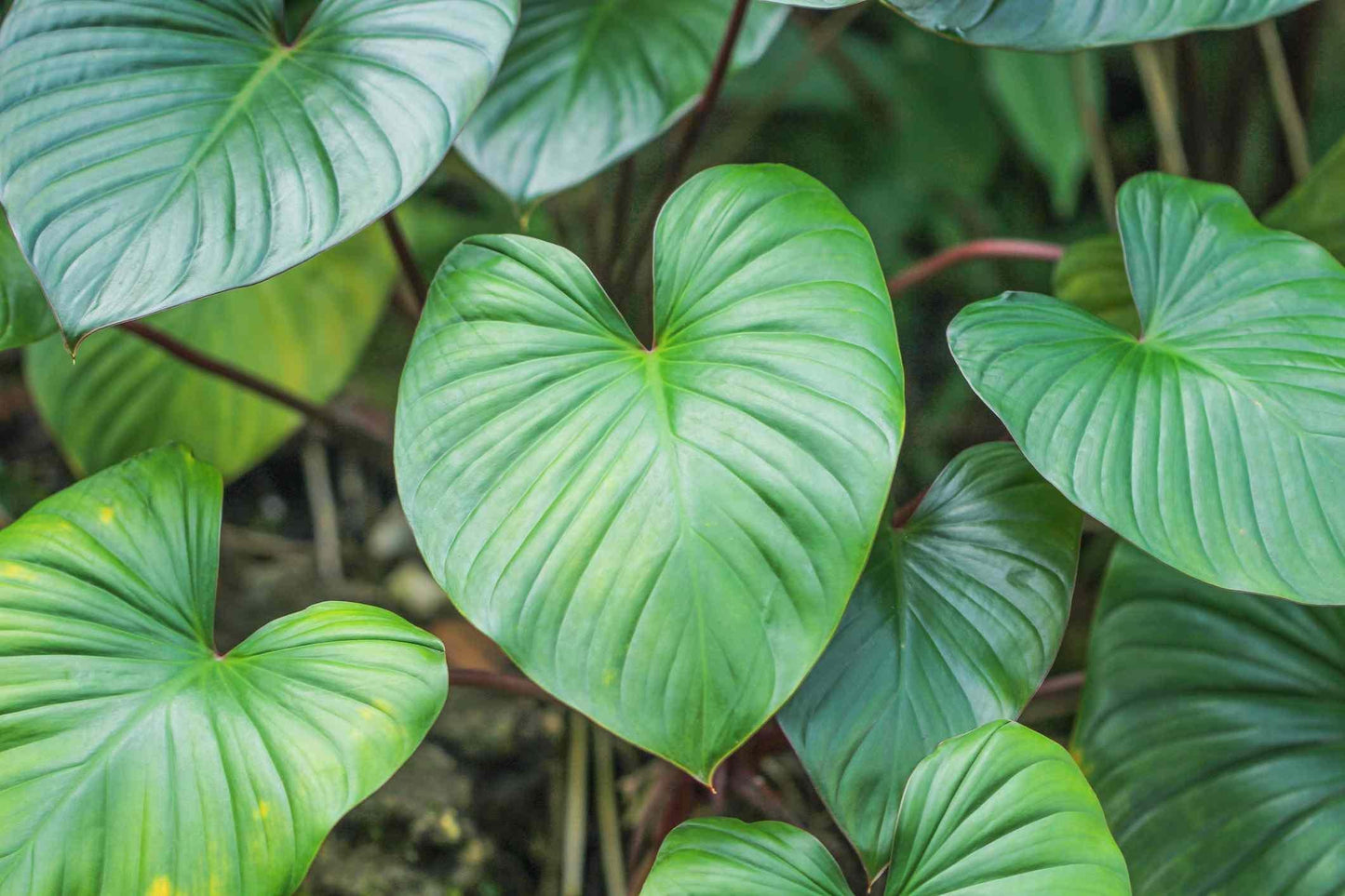 Homalomena, Assorted - View 9 from www redcrocus com