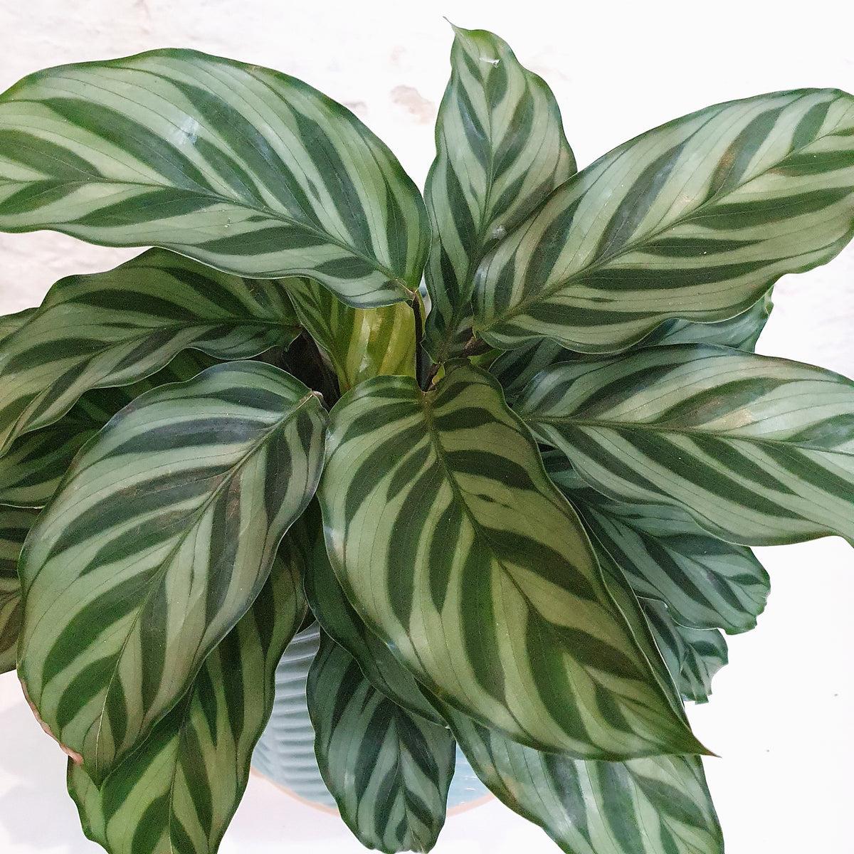Calathea Freddie - View 10 from www redcrocus com