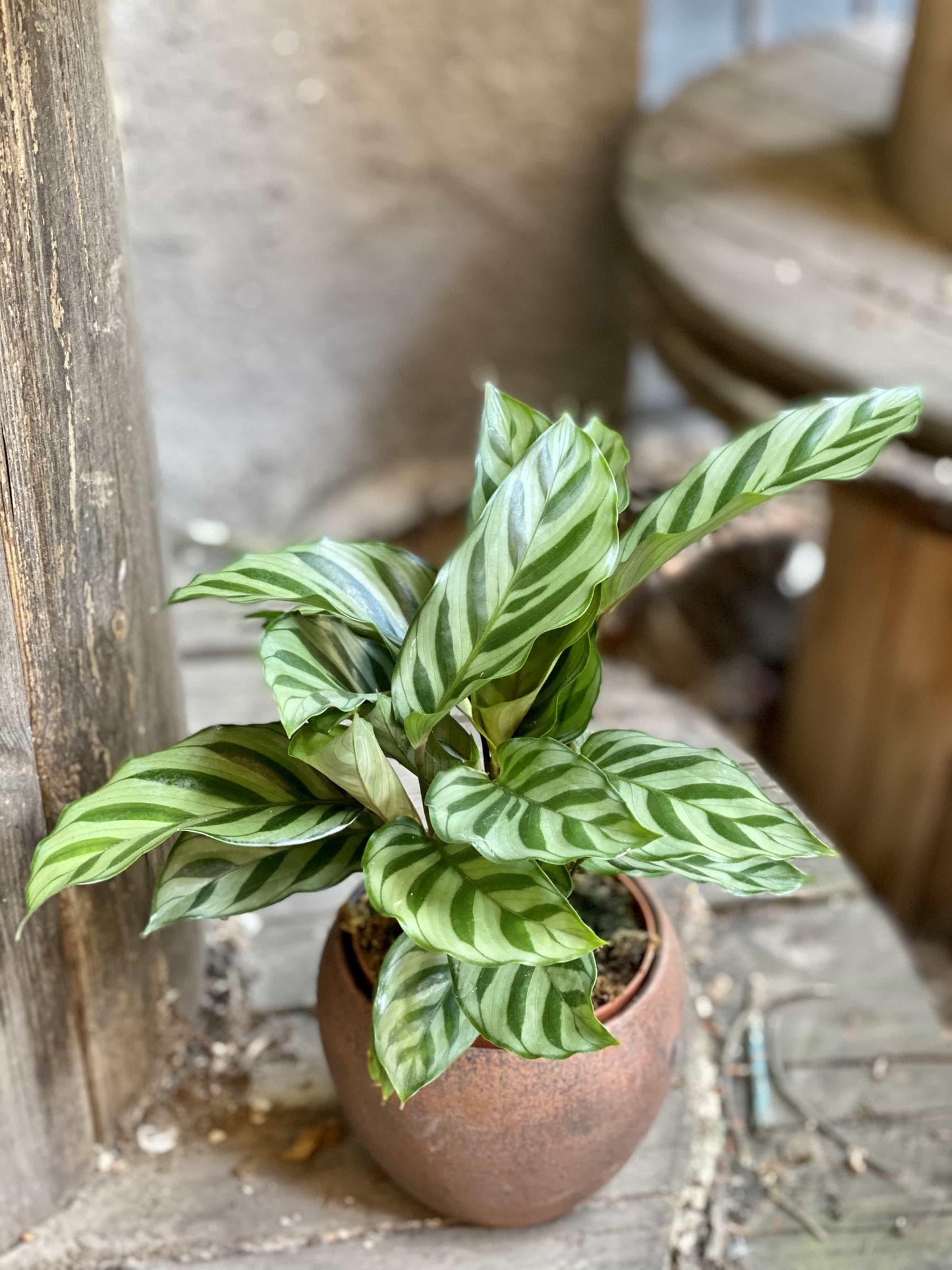 Calathea Freddie - View 12 from www redcrocus com