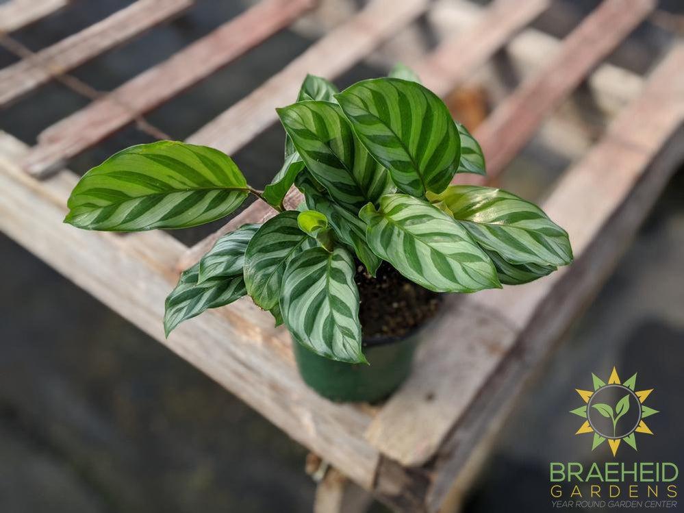 Calathea Freddie - View 15 from www redcrocus com