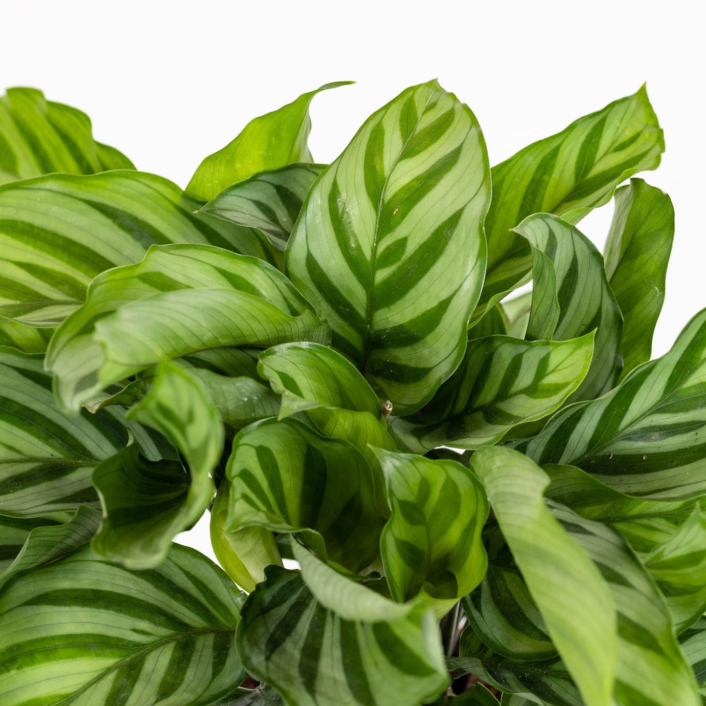 Calathea Freddie - View 16 from www redcrocus com