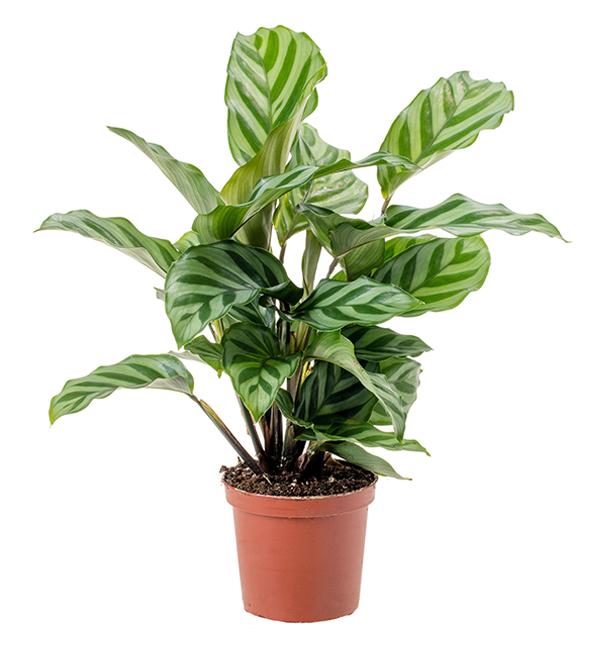 Calathea Freddie - View 17 from www redcrocus com