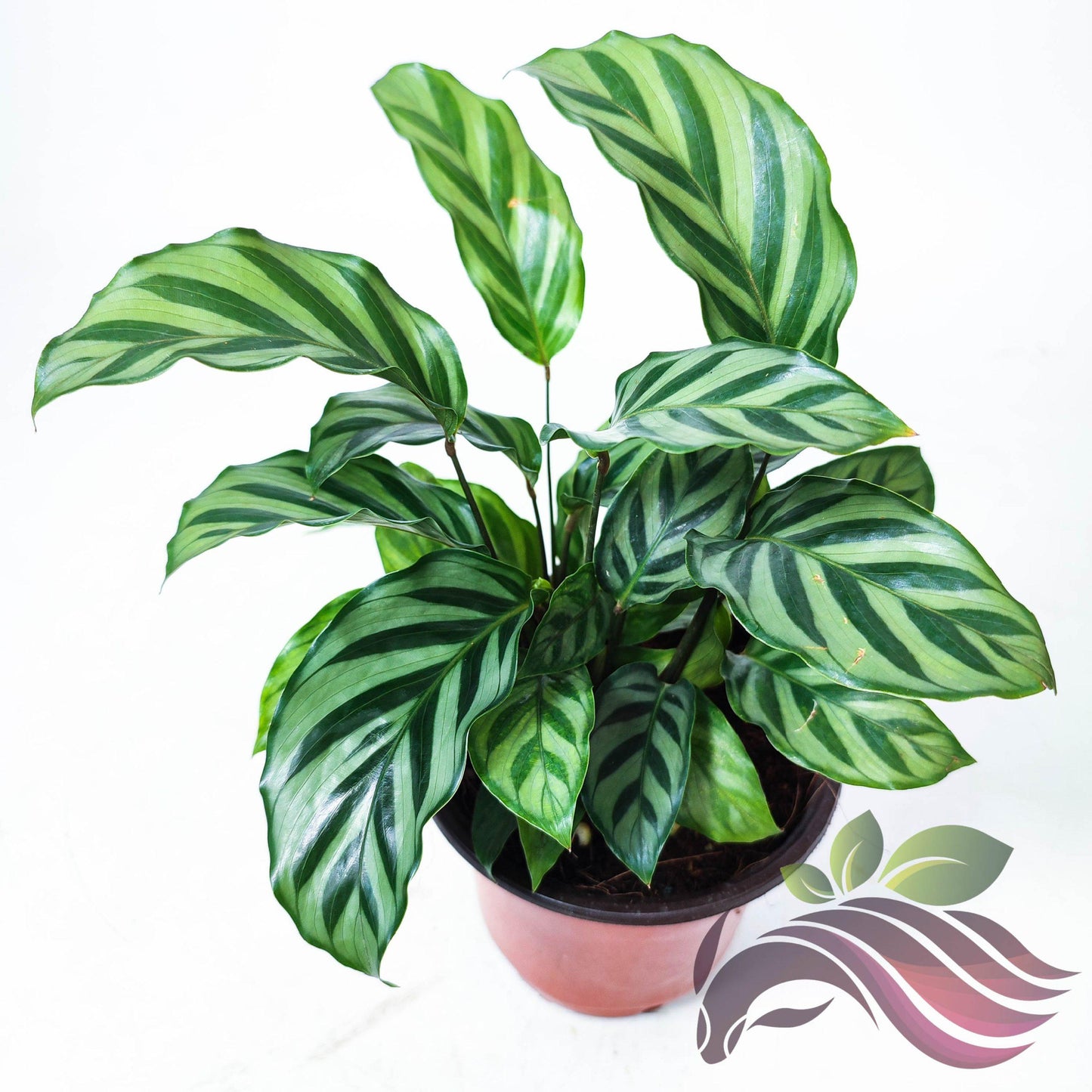 Calathea Freddie - View 18 from www redcrocus com