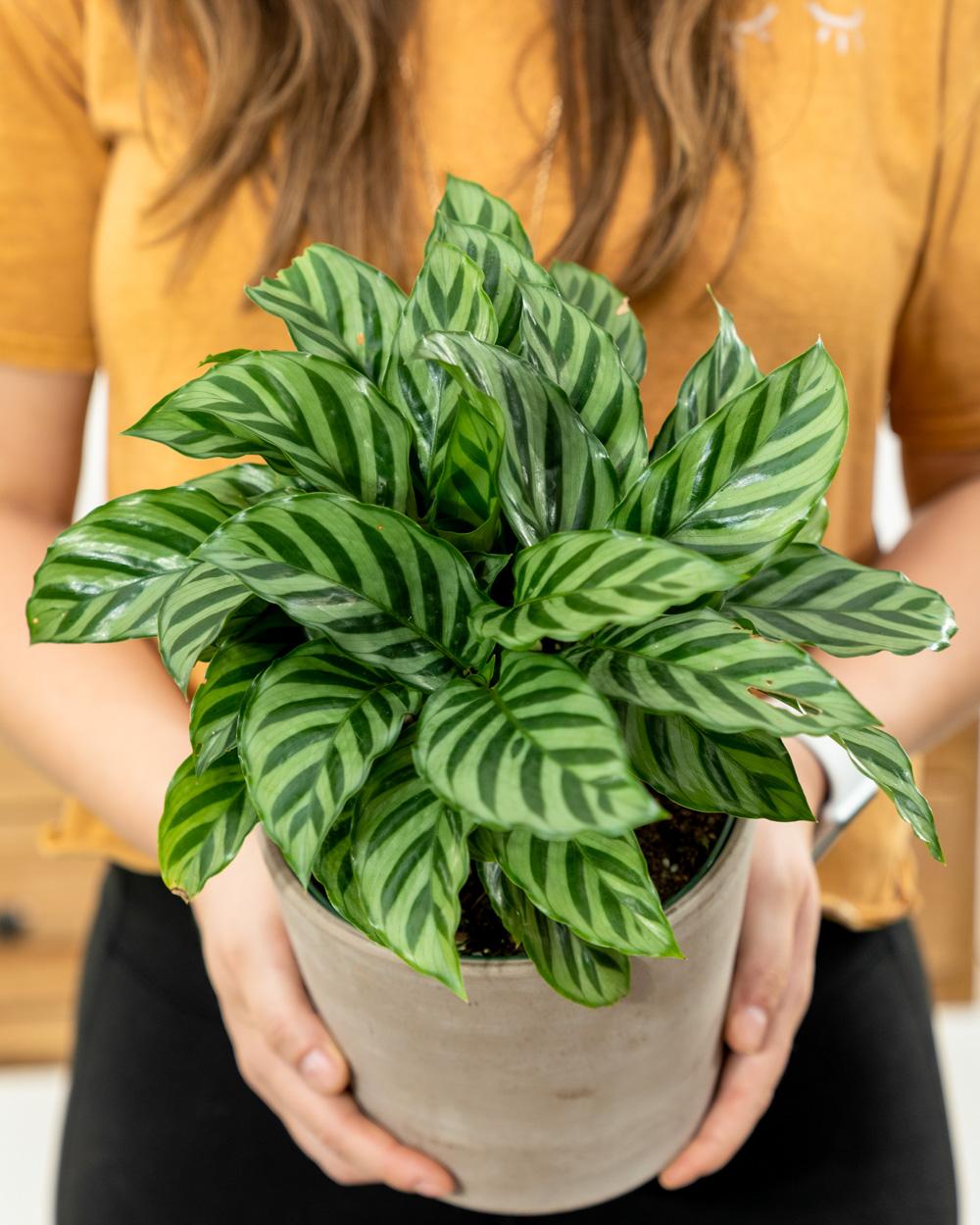 Calathea Freddie - View 1 from www redcrocus com