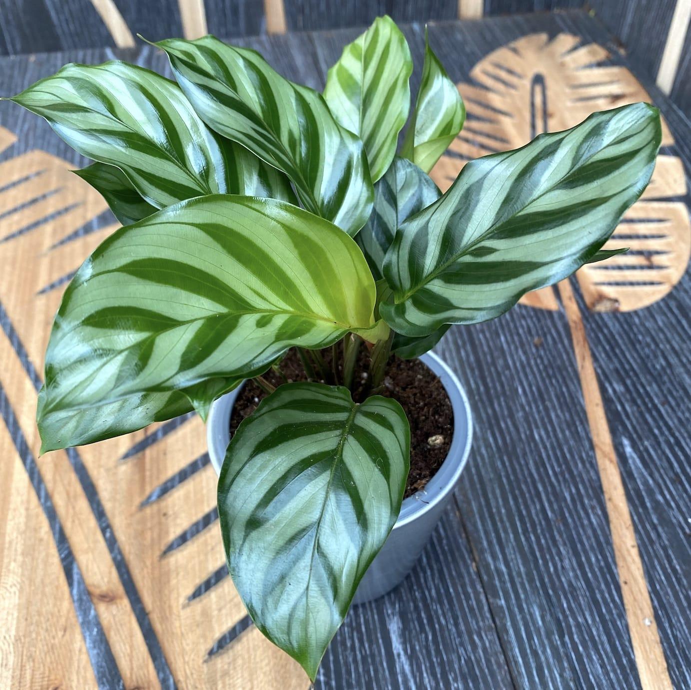 Calathea Freddie - View 2 from www redcrocus com