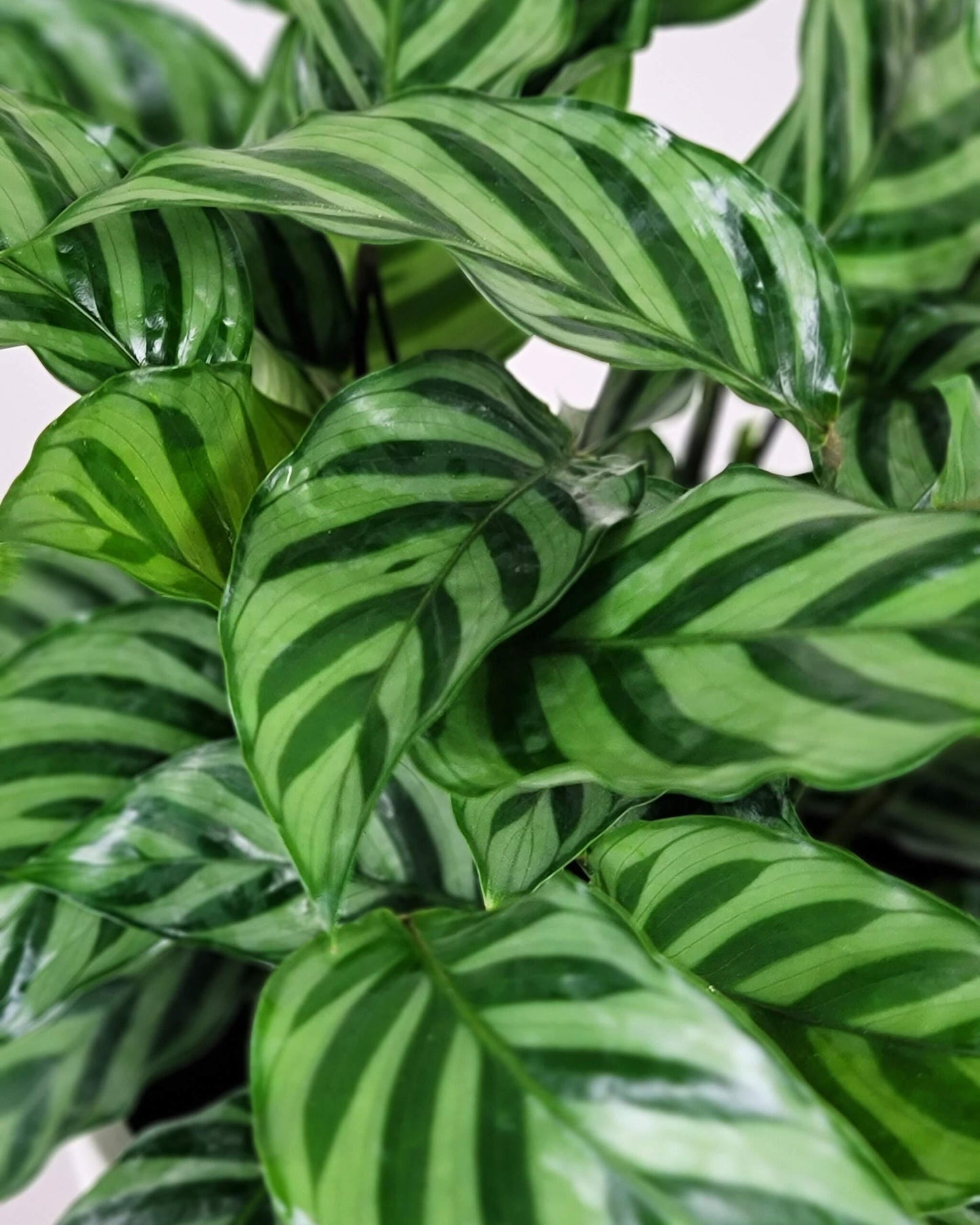 Calathea Freddie - View 3 from www redcrocus com