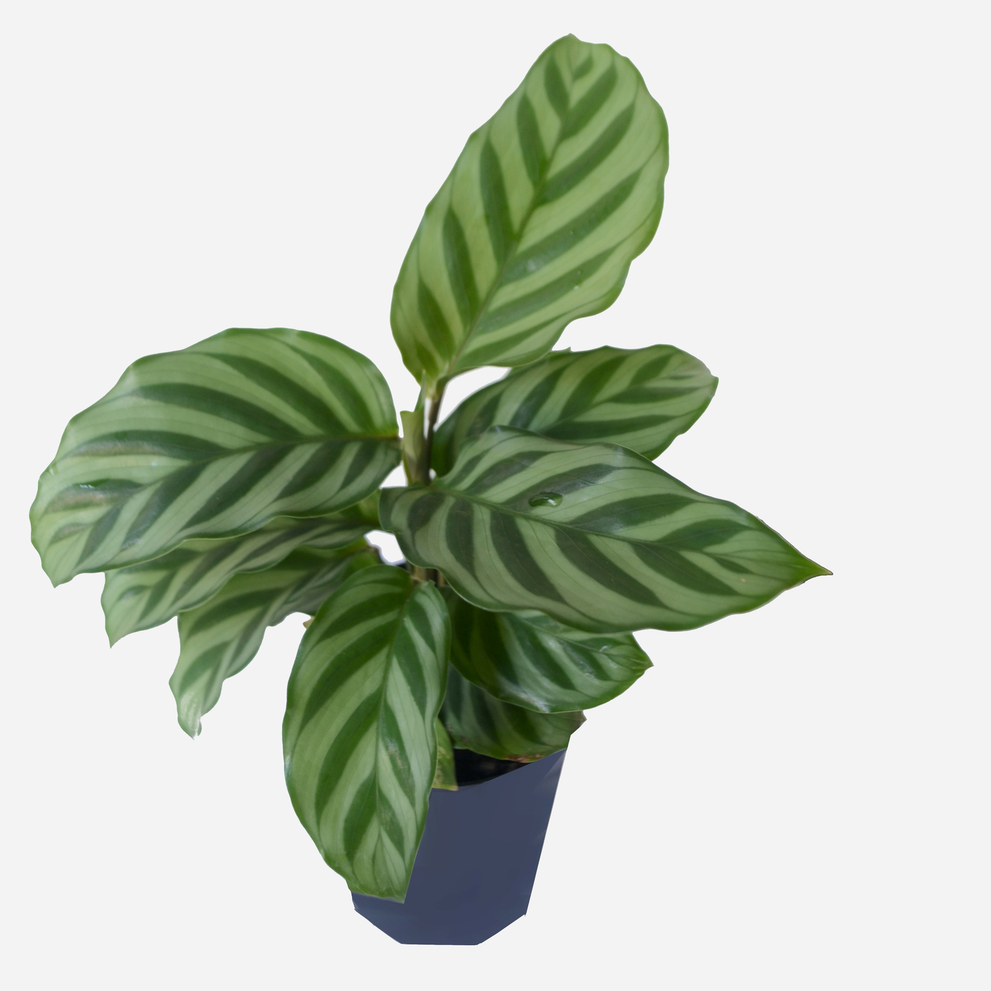Calathea Freddie - View 5 from www redcrocus com