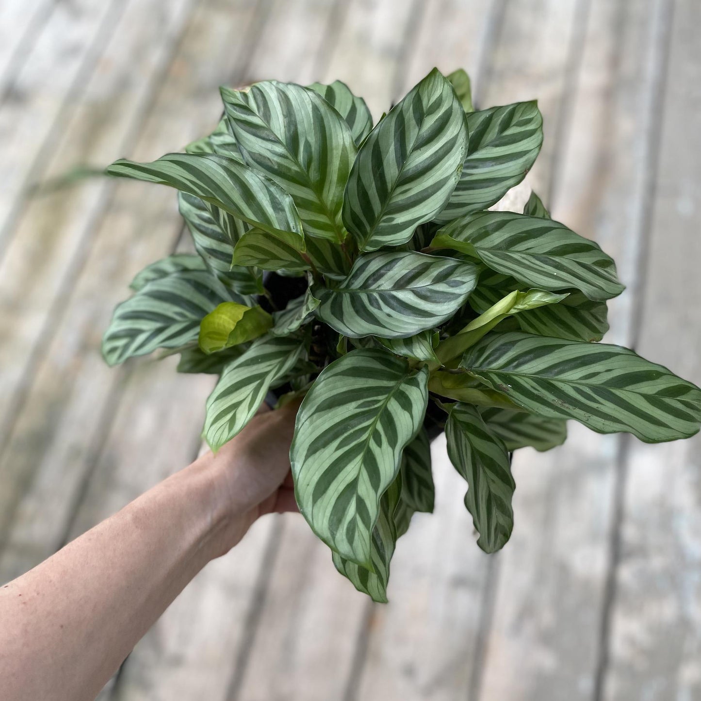 Calathea Freddie - View 6 from www redcrocus com