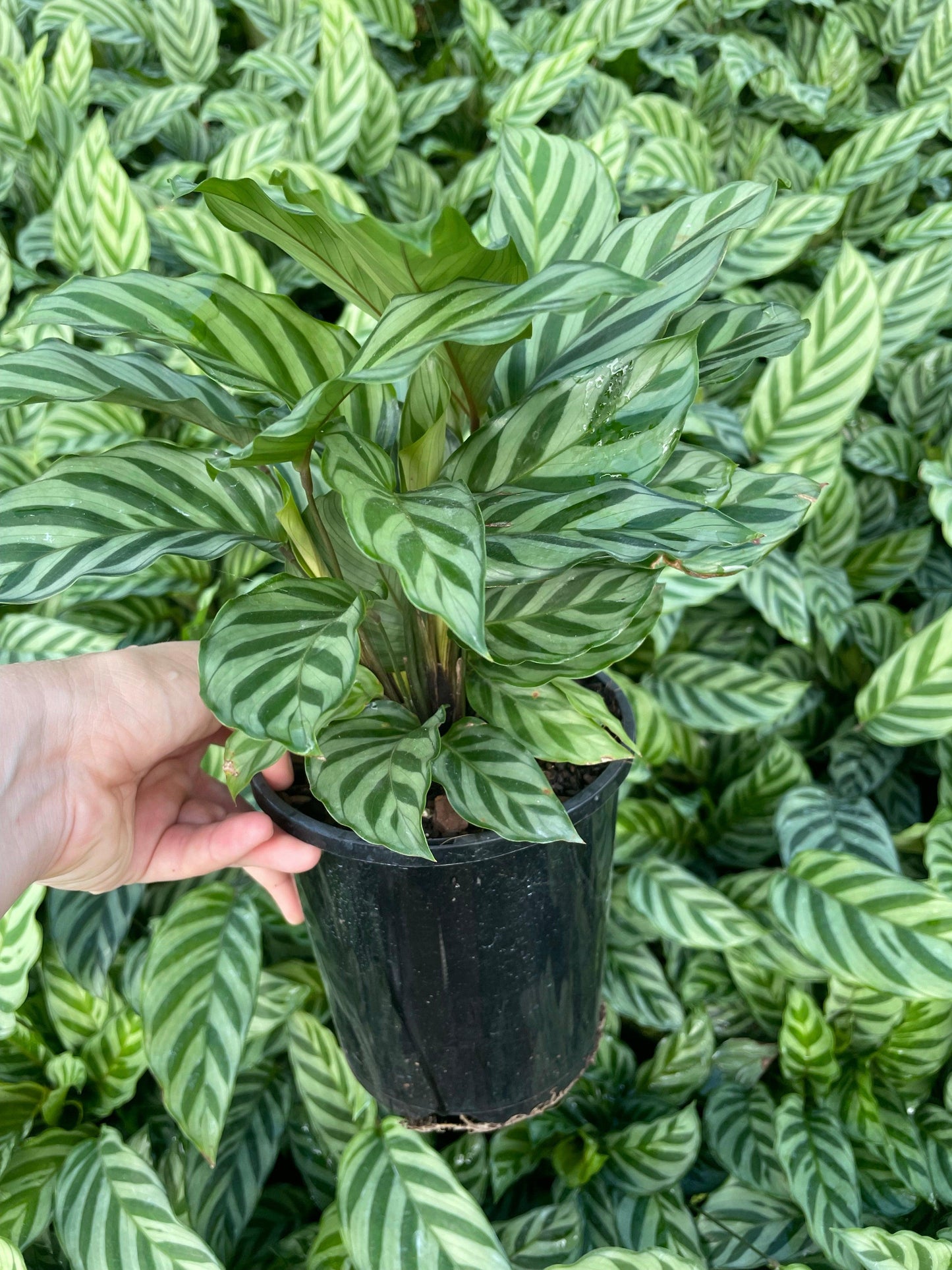 Calathea Freddie - View 8 from www redcrocus com