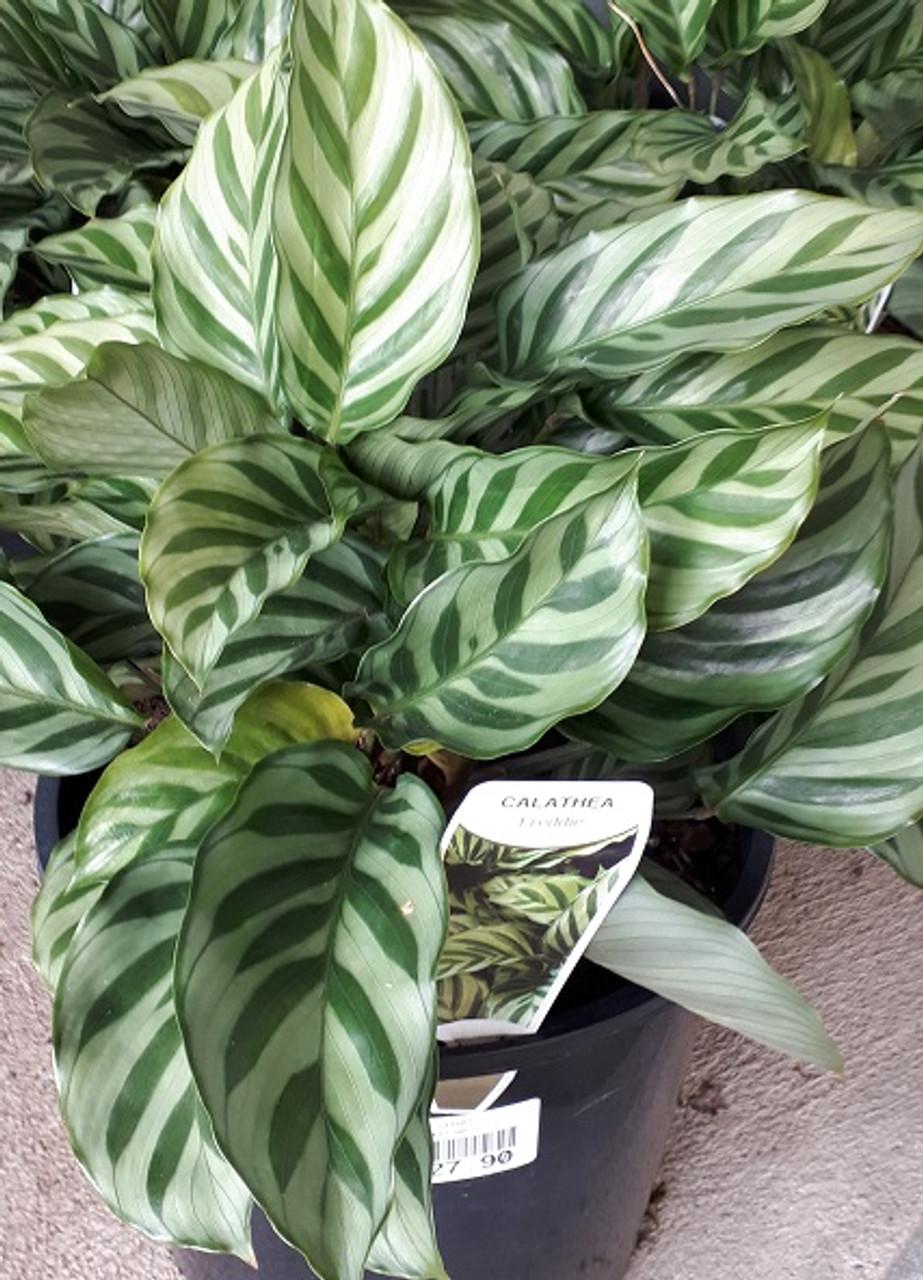 Calathea Freddie - View 9 from www redcrocus com