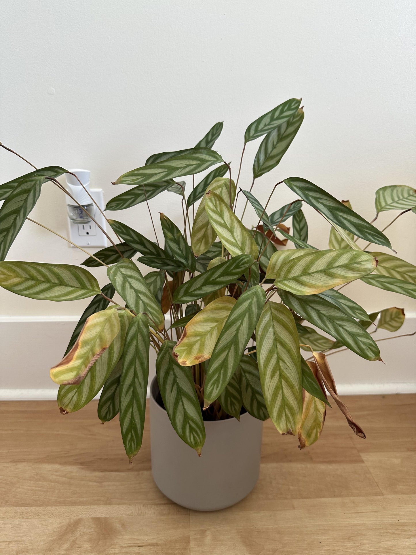 Calathea 'exotica' - View 10 from www redcrocus com