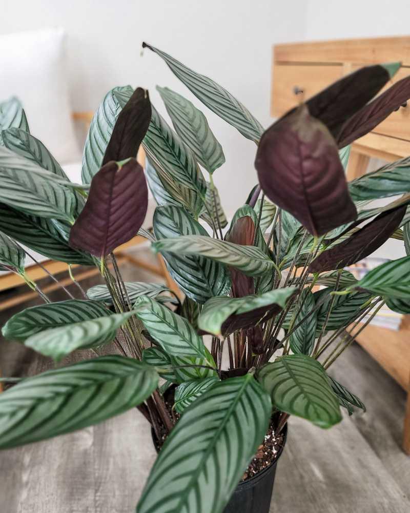 Calathea 'exotica' - View 11 from www redcrocus com