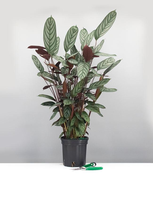 Calathea 'exotica' - View 12 from www redcrocus com