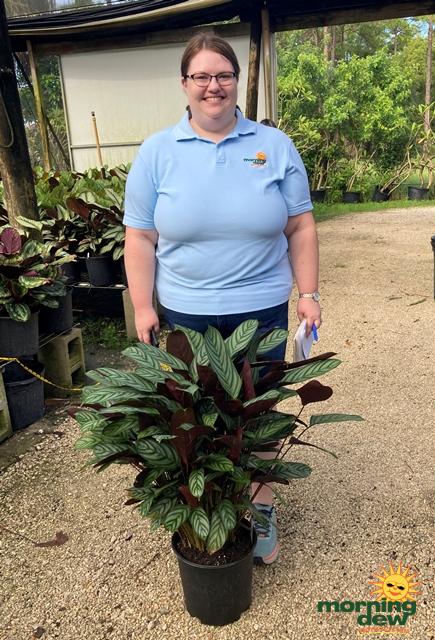 Calathea 'exotica' - View 15 from www redcrocus com