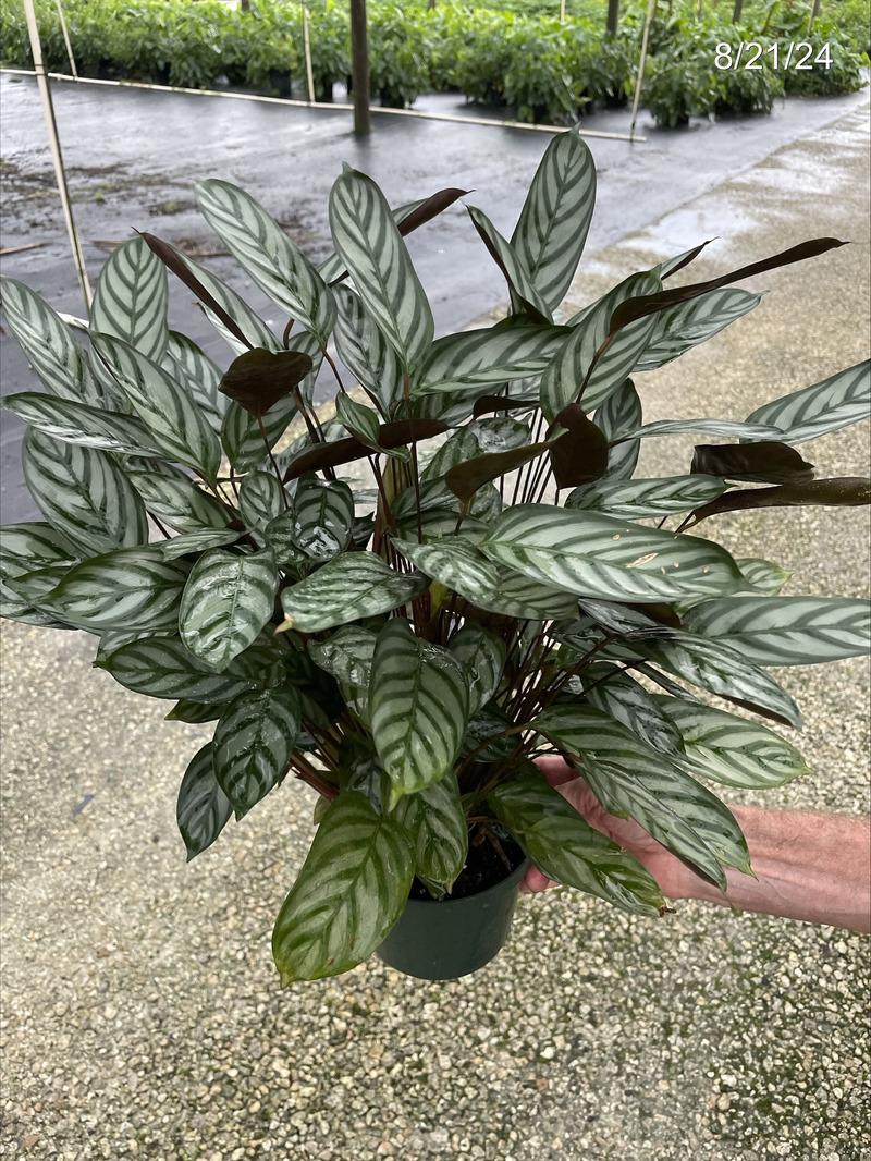 Calathea 'exotica' - View 16 from www redcrocus com